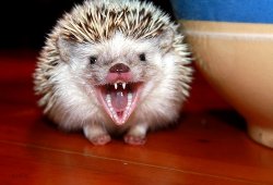 angry Hedgehog Meme Template