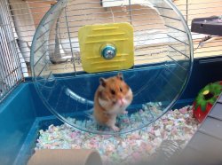 Come join me Hamster Meme Template