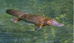 Platypus by Strongly Opinionated Platypus Meme Template
