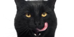 black cat eating Meme Template