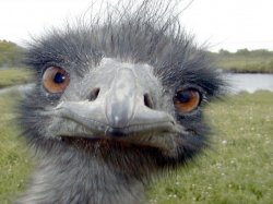strange emu Meme Template