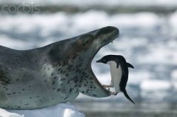 Funny seal Meme Template