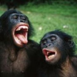 Singing monkeys Meme Template