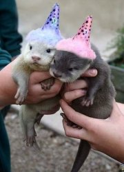 Baby Birthday Otters Meme Template