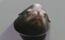 Serious Sea Lion Meme Template