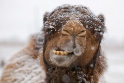 Freezing Camel Meme Template