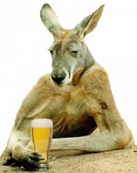 kangaroo in a bar Meme Template