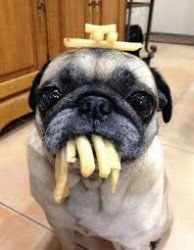 Fries pug Meme Template