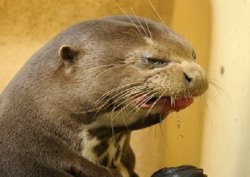 Disgusted Otter Meme Template