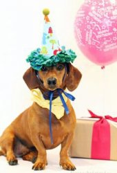 dachshund birthday  Meme Template