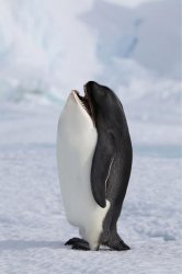 Whale Penguin Meme Template