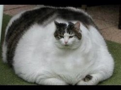 fatcat Meme Template