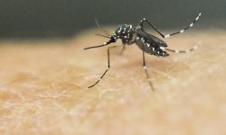 ZIKA don't reproduce  Meme Template