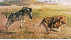 Zebra chasing a lion Meme Template