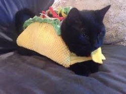 Taco Cat Meme Template