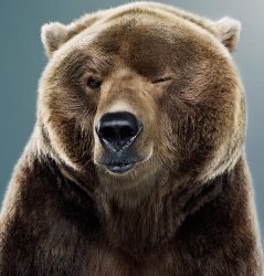 winking bear Meme Template