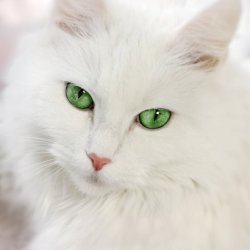 White cat Meme Template