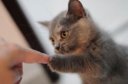 Fist Bump kitten Meme Template