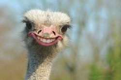 Smiling Emu Meme Template