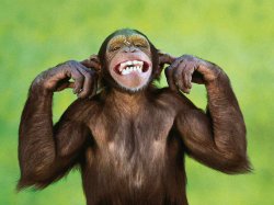 monkey with fingers in ears Meme Template