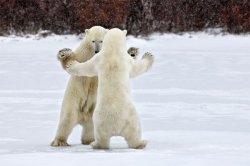 Dancing Bears Meme Template