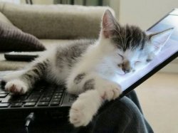 cat sleep computer Meme Template