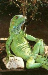 iguana213424 Meme Template