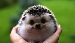 cute hedgehog Meme Template