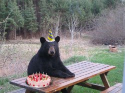 Birthday Bear Meme Template