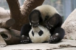Upside down panda Meme Template