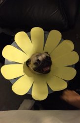 Flower Pug Meme Template