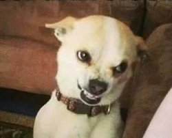 growly Meme Template