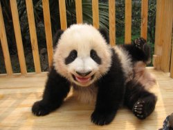 smile panda Meme Template