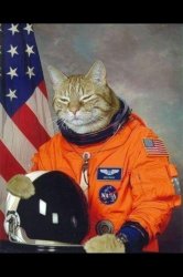 Astronaut Kitty Meme Template
