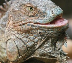 Iguana Meme Template