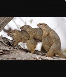 Squirrels having threesomes Meme Template