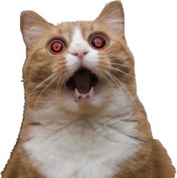 Hypnotic scared cat Meme Template