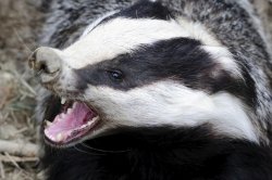 badger Meme Template