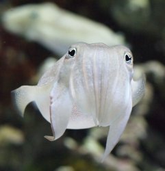 Friendly Cuttlefish Meme Template