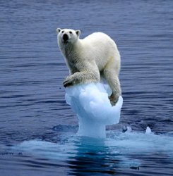 Global Warming Polar Bear Meme Template