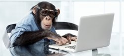 monkey laptop Meme Template