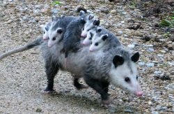Possum family Meme Template