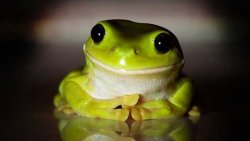 Teachers pet frog Meme Template