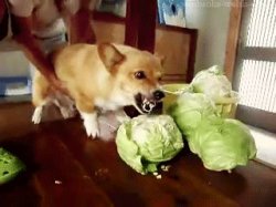 Doge destroying food Meme Template