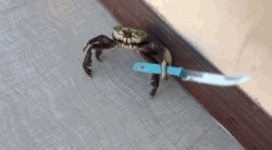 Knife wielding crab Meme Template