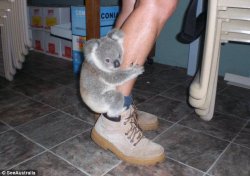 Koala leg Meme Template