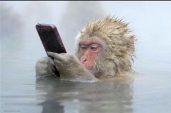 rhesus monkey iphone Meme Template