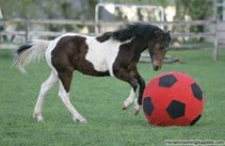 Soccer Horse Meme Template