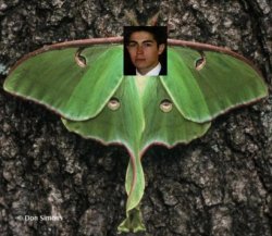 Andrew De Luna Moth Meme Template