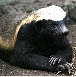 Honey badger  Meme Template